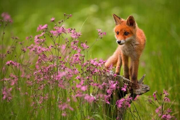 Rotfuchs, Rot-Fuchs (Vulpes vulpes), Jungtier mit Kuckucks-Lichtnelken, Tschechien red fox (Vulpes vulpes), puppy with Ragged-Robins, Czech Republic BLWS521795 Copyright: xblickwinkel McPHOTO T.xMuthx