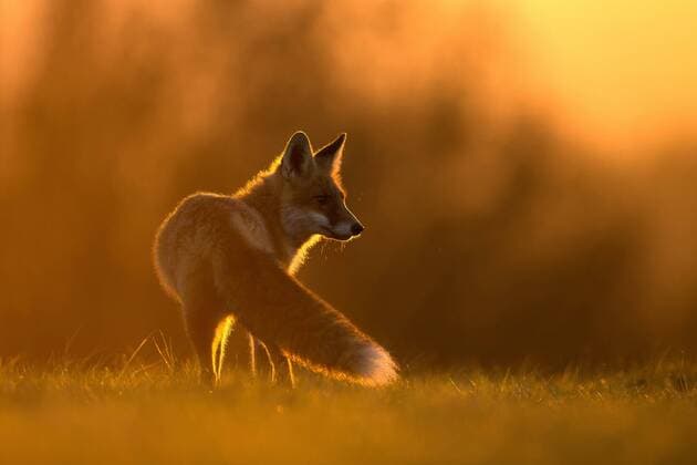 Rotfuchs, Rot-Fuchs (Vulpes vulpes), im Abendlicht, Tschechien red fox (Vulpes vulpes), in evening light, Czech Republic BLWS521811 Copyright: xblickwinkel McPHOTO T.xMuthx