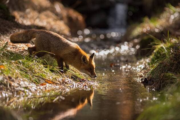 Rotfuchs, Rot-Fuchs (Vulpes vulpes), trinkt am Waldbach, Tschechien red fox (Vulpes vulpes), drinks at creek, Czech Republic BLWS521832 Copyright: xblickwinkel McPHOTO T.xMuthx