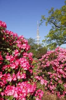 Japanischer Garten mit Fernsehturm und RhododendronblÃ te, Hamburg, Deutschland - Japanese garden with TV tower and rhododendron blossom, Hamburg, Germany, Europe *** Japanese garden with TV tower and rhododendron blossom Hamburg Germany Europe  1093402873