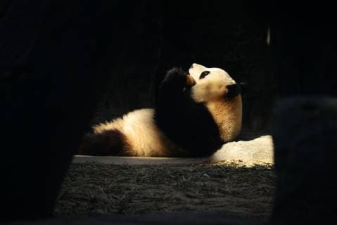 March 19, 2019 - Beijing, Beijing, China - Beijing, CHINA-The giant panda enjoys fresh bamboo at Beijing Zoo in Beijing, China. Beijing China  - ZUMAs145 20190319_zaa_s145_288 Copyright: xFanxJiashanx