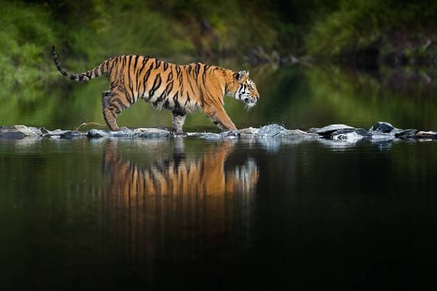 Unsere Erde: Natur, Tiere, Artenschutz, Seltene Tierarten Bilder der Erde Sibirischer Tiger, Amurtiger, Amur-Tiger (Panthera tigris altaica), laeuft ueber Steine im Wasser, Tschechien Siberian tiger, Amurian tiger (Panthera tigris altaica), walks over stones in the water, Czech Republic BLWS522258 Copyright: xblickwinkel McPHOTO T.xMuthx