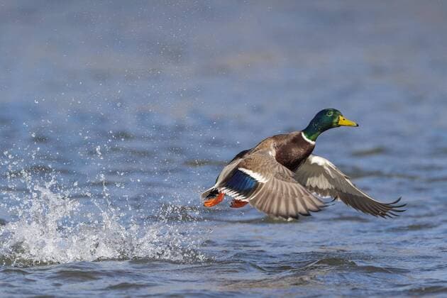 Stockente (Anas platyrhynchos), Start von der Wasseroberfläche, Hessen, Deutschland, Europa Copyright: imageBROKER/MarcusxSiebert ibxmcs04857984.jpg