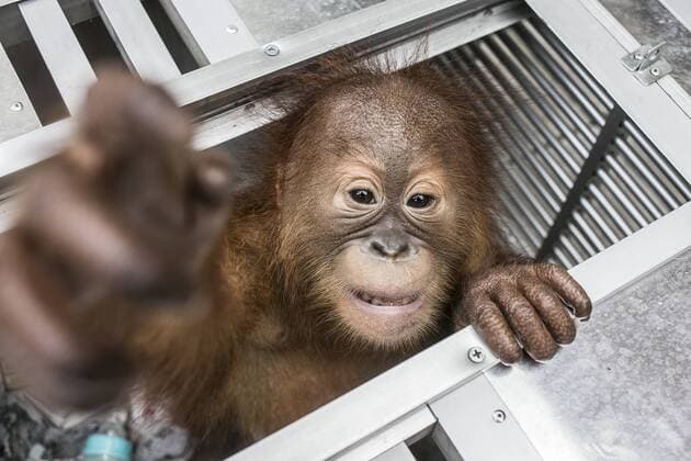 News Themen der Woche KW12 News Bilder des Tages March 23, 2019 - Denpasar, Bali, Indonesia - Rescued two-years old male Borneo orangutan, which attempted to smuggle out of Indonesia, tries to climb from his cage in Denpasar, Bali, Indonesia on March 23 2019. Airport authorities arrested Russian citizen, Andrei Zhestkov who tries to smuggled an orangutan through Bali s Ngurah Rai International Airport by anesthetized and locked in fruit basket. Denpasar Indonesia  - ZUMAn230 20190323_zaa_n230_409 Copyright: xJohanesxChristox
