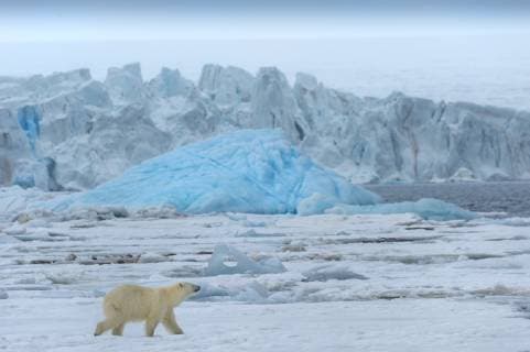 Polar bear on pack ice in Bjornsundet, Spitsbergen, Norway, Europe Copyright: G&MxTherin-Weise 1131-1188