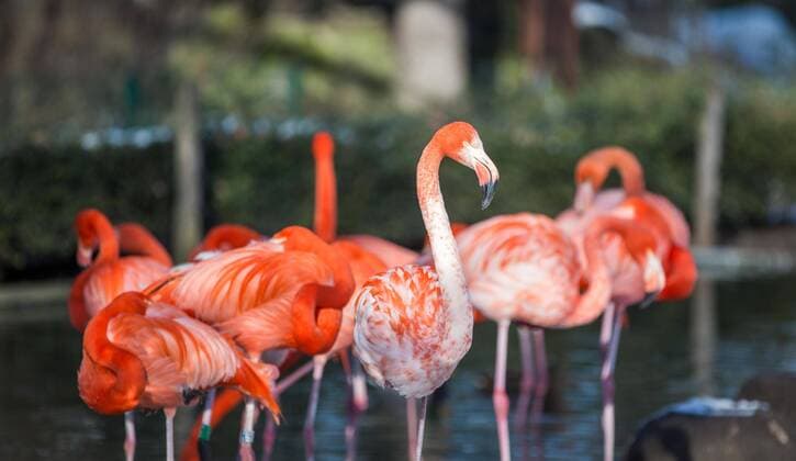 Flamingos im Zoo Dresden.