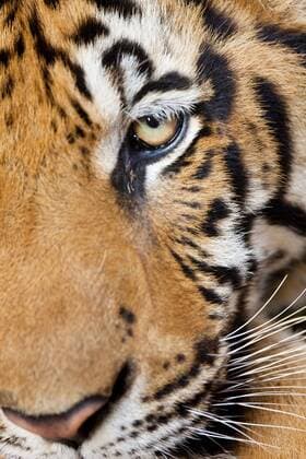 Portrait, Indochinese tiger or Corbett s tiger (Panthera tigris corbetti), Thailand  Copyright: xPeterxAdamsx AS36 PAD0055