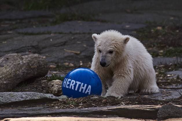 Entertainment Themen der Woche KW14 Entertainment Bilder des Tages Das Eisbärenbaby Hertha spielt am 02.04.2019 im Tierpark in Berlin, Deutschland. Der Name des am 01 Dezember 2018 im Tierpark geborenen Eisbären wurde heute offiziell bekannt gegeben. *** The polar bear baby Hertha will play at the Tierpark in Berlin Germany on 02 04 2019 The name of the polar bear born in the Tierpark on 01 December 2018 was officially announced today