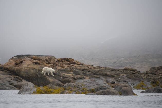 Canada, Quebec, Lower Savage between Frobisher Bay & the Hudson Strait, Baffin Island. Lone polar bear (Ursus maritimus) on rocky shore.  Copyright: xCindyxMillerxHopkinsx CN10 CMI0815