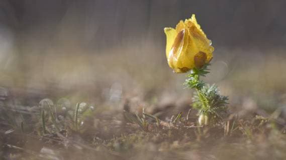  Frühlings-Adonisröschen (Adonis vernalis) im Morgentau, Österreich, Europa *** Spring Adonisherb Adonis vernalis in the morning dew Austria Europe Copyright: imageBROKER/ThomasxAichinger ibxaic04869554.jpg