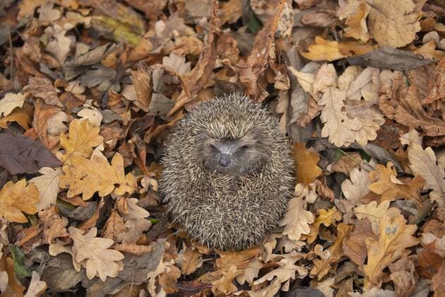  Braunbrustigel (Erinaceus europaeus) zusammengerollt auf Herbstlaub, Suffolk, England, Großbritannien, Europa *** Brown breast hedgehog Erinaceus europaeus curled up on autumn leaves Suffolk England Great Britain Europe Copyright: imageBROKER/KevinxSawford ibxksa04865127.jpg