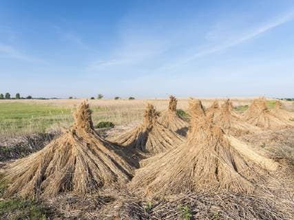 Traditional reed stack in the hungarian Puszta, Hortobagy NP, UNESCO world heritage. Hungary, April  Copyright: xMartinxZwickx EU13 MZW0590