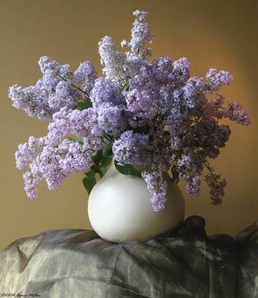 Lilac flowers in vase  Copyright: xAnnaxMillerx NA01 AMI0142