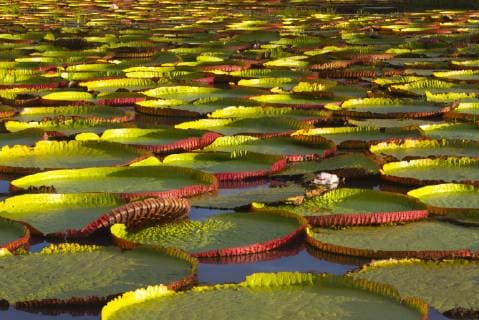 Victoria amazonica lily pads on Rupununi River, southern Guyana  Copyright: xKerenxSux SA11 KSU0048