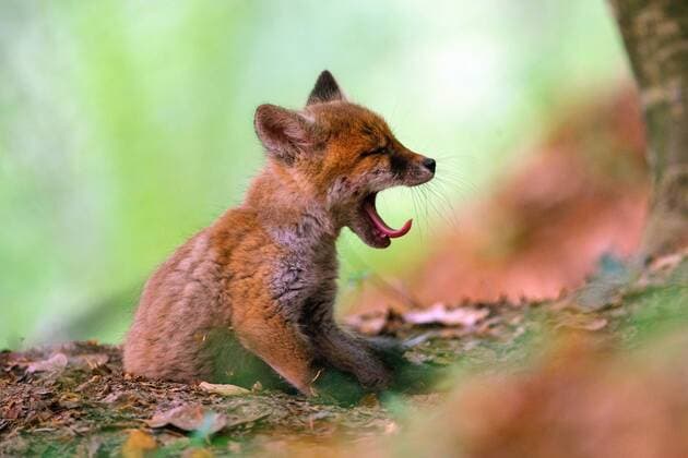 Rotfuchs, Rot-Fuchs (Vulpes vulpes), gaehnender Rotfuchswelpe im Wald, Seitenansicht, Deutschland, Bayern red fox (Vulpes vulpes), yawning red fox cub in a forest, side view, Germany, Bavaria BLWS525118 Copyright: xblickwinkel McPHOTO A.xVolzx