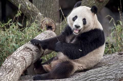 Pandaen Xing Er i Københavns ZOO pa Frederiksberg, mandag den 8. april 2019.. Kopi af 20190409-133807-3 spnet, Danmark Copyright: RitzauxScanpix MadsxClausxRasmussenx cop200 spdk20190410-190433-L