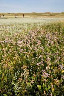 IMAGO Nature: Unsere Erde, Pflanzen: Bedrohte Planzenarten in Deutschland Strandflieder, Strand-Flieder (Limonium vulgare), bluehend in einer Salzwiese, Niederlande, Texel common sea-lavender, mediterranean sea-lavender (Limonium vulgare), blooming, Netherlands, Texel BLWS525676 Copyright: xblickwinkel AGAMI A.xMeijerx