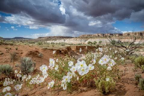 Evening Primrose in Grand Staircase Escalante National Monument.  Copyright: xHowiexGarberx US45 HGA0780