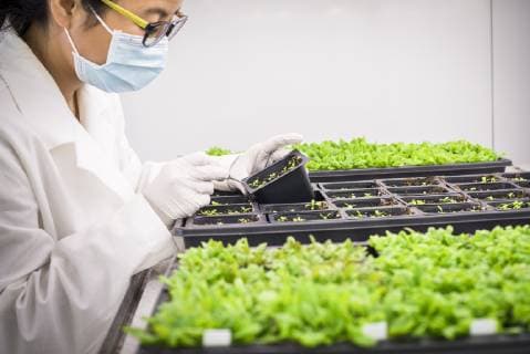 IMAGO Creative: Klimawandel - Zukunft und Innovation Asian scientist examining plants in laboratory Asian scientist examining plants in laboratory,Philadelphia, Pennsylvania, USA  57050