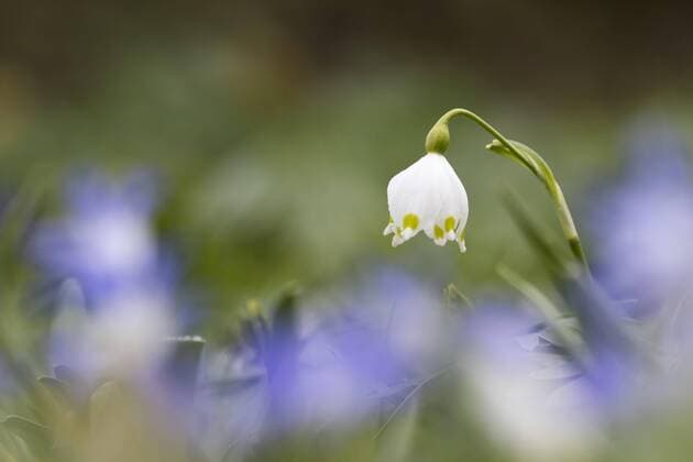  Märzenbecher (Leucojum vernum), Hessen, Deutschland, Europa *** Märzenbecher Leucojum vernum Hessen Germany Europe Copyright: imageBROKER/WilfriedxMartin ibxwma04866312.jpg