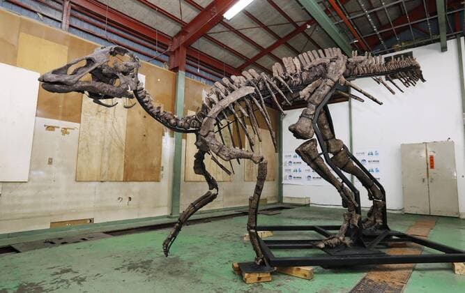 News Themen der Woche KW16 News Bilder des Tages Replica of Japan s largest dinosaur fossil A life-size replica of a skeleton of an 8-meter-long, 4-meter-tall plant-eating Hadrosaurid is unveiled to the press on April 17, 2019, in Mukawa, Hokkaido. It was created based on the largest-ever discovered dinosaur fossil in Japan, excavated from a 72-million-year-old geological layer in the northern Japan town. 