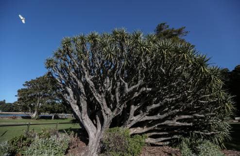 (190419) -- SYDNEY, April 19, 2019 -- A Sulphur-crested Cockatoo flies over a dracaena draco tree at Royal Botanic Garden in Sydney, Australia, April 19, 2019. Royal Botanic Garden is located near the heart of Sydney, boasting a good view of Sydney Harbour, Sydney Opera House and Sydney Harbour Bridge. ) AUSTRALIA-SYDNEY-ROYAL BOTANIC GARDEN BaixXuefei 