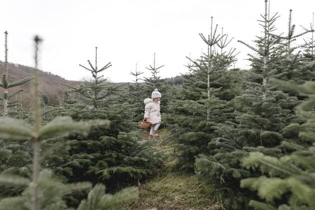 Girl carrying basket on a Christmas tree plantation model released Symbolfoto  KMKF00723