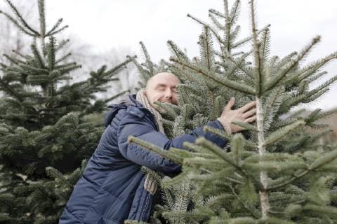 Smiling man hugging Christmas tree on a plantation model released Symbolfoto  KMKF00741