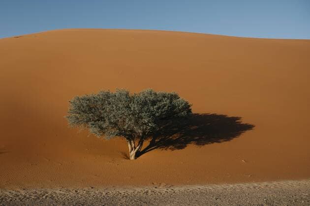 Namibia, Namib desert, Namib-Naukluft National Park, Sossusvlei, Dune 45  LHPF00245