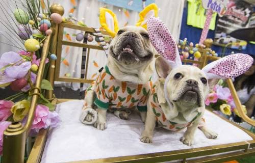 (190420) -- TORONTO, April 20, 2019 (Xinhua) -- Dressed-up pet dogs pose for photos at the 2019 Canadian Pet Expo in Toronto, Canada, April 20, 2019. As one of the largest indoor pet festivals in Canada, this three-day event ran from Friday to Sunday, drawing thousands of families and their pets. (Xinhua Zou Zheng) CANADA-TORONTO-PET EXPO 