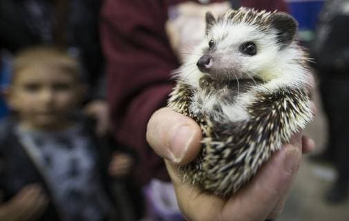 (190421) -- BEIJING, April 21, 2019 (Xinhua) -- A little hedgehog is seen at the 2019 Canadian Pet Expo, one of the largest indoor pet festivals in Canada, in Toronto April 20, 2019. (Xinhua Zou Zheng) XINHUA PHOTOS OF THE DAY 