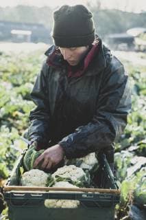Woman standing in field, putting freshly harvested cauliflowers in plastic crate. Woman standing in field, putting freshly harvested cauliflowers in plastic crate.  53414
