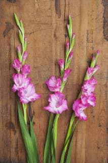 Pink Gladiolus on wood  GWF06042