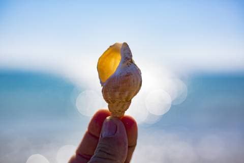 Fingertips holding shell, close-up model released Symbolfoto  JATF01126
