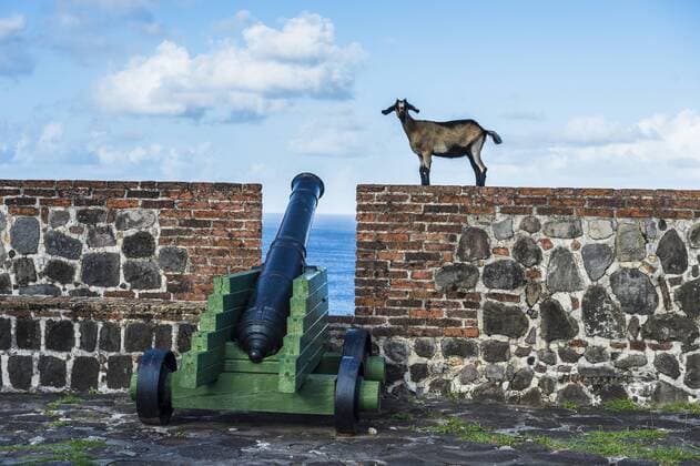 Niederländische Karibik Caribbean, Netherland Antilles, St. Eustatius, Statia, Fort Oranje, Goats walking above old cannons  RUNF01248