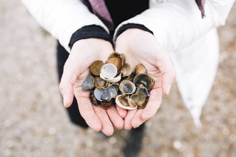 Woman s hands holding collected shells, close-up model released Symbolfoto  KMKF00755
