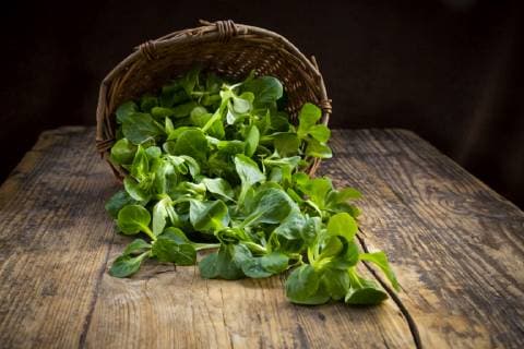 Lamb s lettuce in wickerbasket  LVF07746