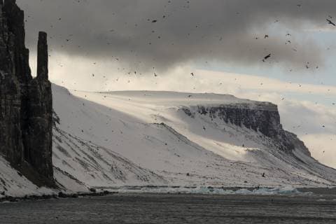 Bruennich s Guillemots (Uria lomvia), Alkefjellet, Spitsbergen, Svalbard Islands, Arctic, Norway, Europe Copyright: SergioxPitamitz 741-5705