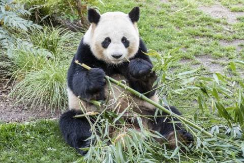 Großer Panda Jiao Qing, Ailuropoda melanoleuca, beim Fressen von Bambus, am 17.04.2019 im Zoologischen Garten, Zoo Berlin Zoo - Berlin
