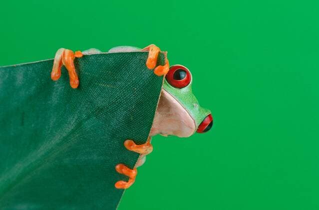 Rotaugenfrosch, Rotaugen-Laubfrosch, (Agalychnis callidryas), McPTOR