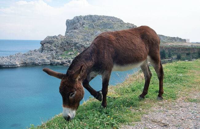 Esel, Mittelesel, 8Equus hemionus), Insel Mallorca, Balearen McPTOR *** Donkey Middle ass 8Equus hemionus Island Mallorca Balearic McPTOR McPTOR