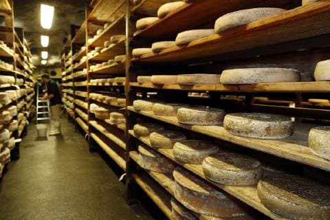 Artisanal Beaufort cheese in a traditional cellar, Rognaix, Savoie, France, Europe Copyright: Godong 809-7612 Editorial Use Only