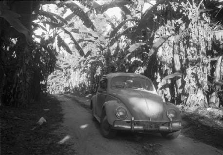 VW Beetle - VW Käfer unterwegs zwischen Bananenstauden - XVI, Copyright: ErichxAndres UnitedArchives90062_00661494