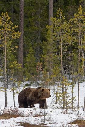 Europaeischer Braunbaer, Braunbaer, Braun-Baer (Ursus arctos arctos), im Winterwald, Finnland European brown bear (Ursus arctos arctos), in winter forest, Finland BLWS530202 Copyright: xblickwinkel AGAMI J.xPeltomaekix