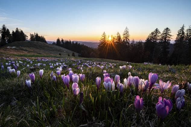  Blütenmeer, Bergwiese mit blühenden lila Krokussen (Crocus) bei Sonnenuntergang, Rämisgummen, Emmental, Kanton Bern, Schweiz, Europa *** Sea of flowers, mountain meadow with flowering purple crocuses Crocus at sunset, Rämisgummen, Emmental, Canton Bern, Switzerland, Europe Copyright: imageBROKER/RobertxHaasmann iblroh04891876.jpg