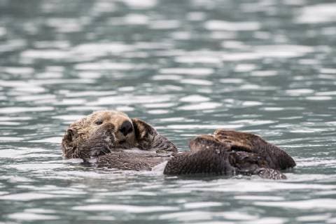 Seeotter (Enhydra lutris) schwimmt am Rücken, Seward, Alaska, USA, Nordamerika *** Sea Otter Enhydra lutris swims on its back, Seward, Alaska, USA, North America Copyright: imageBROKER RobertxHaasmann iblroh04892028.jpg