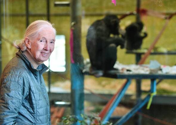 Entertainment Themen der Woche KW20 Entertainment Bilder des Tages JANE GOODALL MONARTO ZOO ANNOUCEMENT, Primatologist Dr. Jane Goodall is seen at the Monarto Zoo near Adelaide, Wednesday, May 15, 2019. World renowned primatologist Dr Jane Goodall is in South Australia today to announce the pregnancy of one of Monarto Zoo s chimpanzees. ( NO ARCHIVING, EDITORIAL USE ONLY, NO USE IN BOOKS WITHOUT CONSENT ADELAIDE SA AUSTRALIA  Copyright: xDAVIDxMARIUZx 20190515001399408148