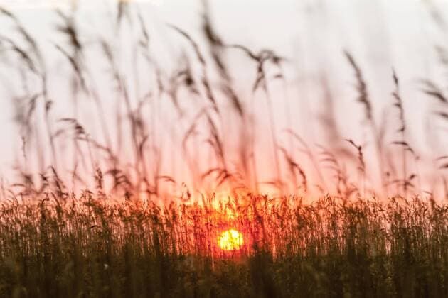 Germany, Usedom, Loddin, grasses at sunset  EGBF00263