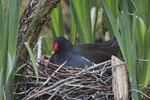 Grünfüßiges Teichhuhn (Gallinula chloropus) sitzt auf dem Nest, Emsland, Niedersachsen, Deutschland, Europa Copyright: imageBROKER/ErhardxNerger ibxenh04891047.jpg