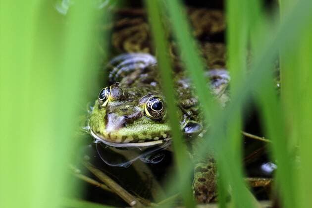 Streng geschützte Amphibien Der Wasserfrosch, auch Grünfrosch genannt hält sich in einem Teich mit üppiger Vegetation auf.